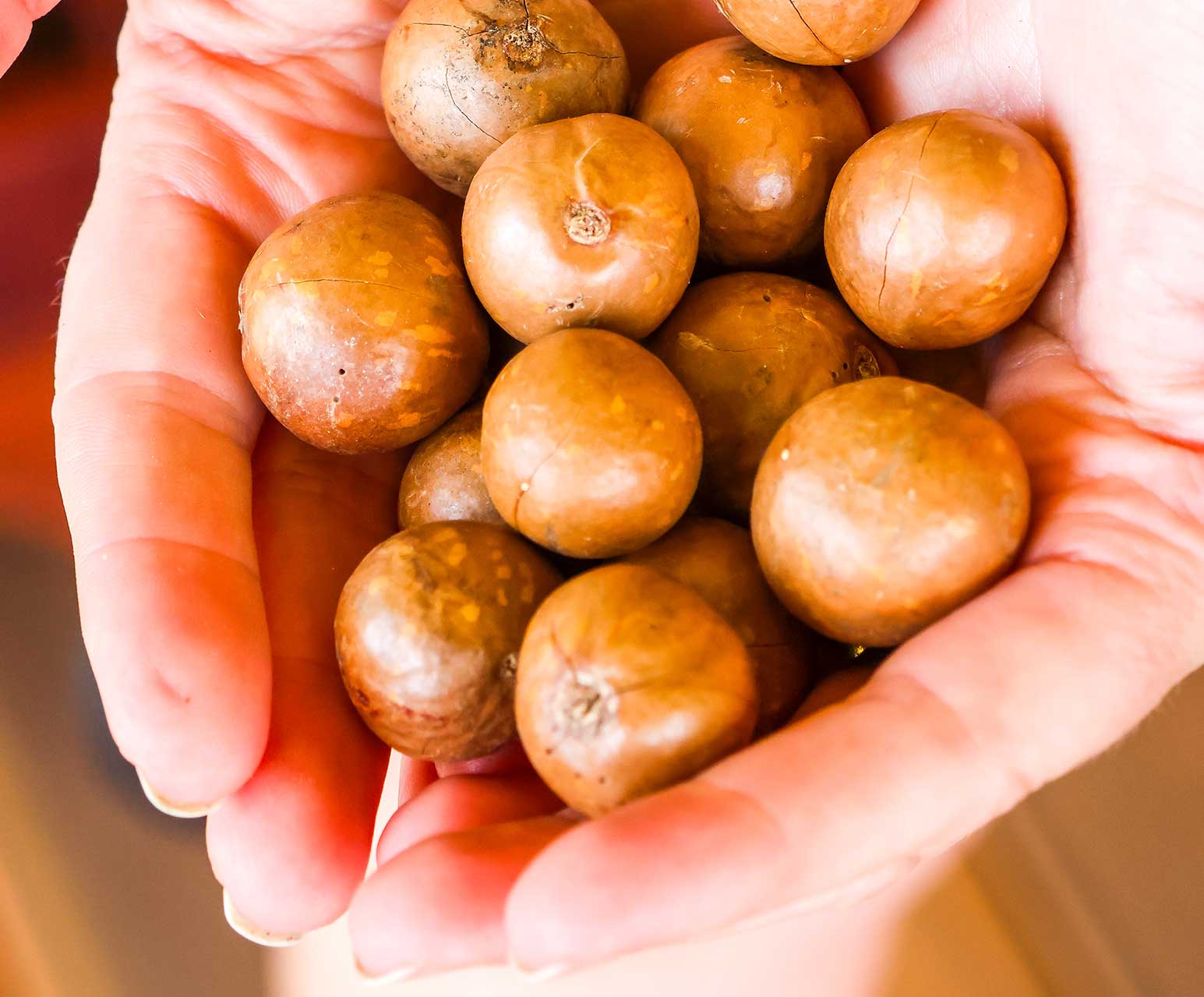 Macadamia Nuts: One of the Healthiest Snacks In the World