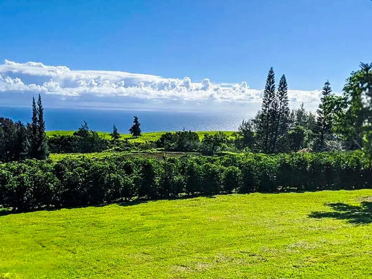 The Journey of Hawaii-Grown Macadamia Nuts from Ahualoa Family Farms