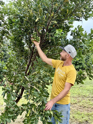From Tree to Table: The Ahualoa Family Farms Macadamia Nut Journey